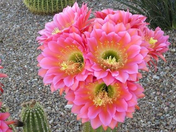 Cactus blooms